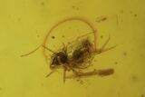 Fossil Fly (Diptera) And Springtail (Collembola) In Baltic Amber #109429-1